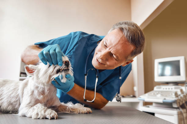 Best Emergency Broken Tooth Repair in Port Dickinson, NY